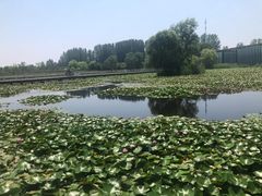 -微山湖红荷湿地景区