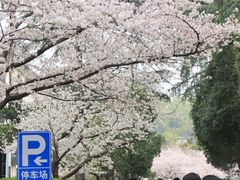 -武汉大学-樱园