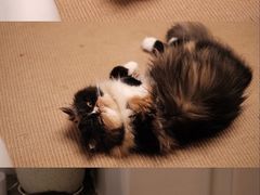 -More Fun猫咖 二十只万元加菲主题