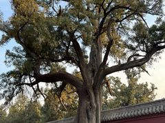 -中岳庙
