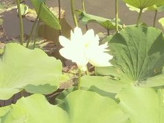 -荷塘月色湿地公园·向阳花洲