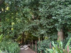 -墨尔本皇家植物园