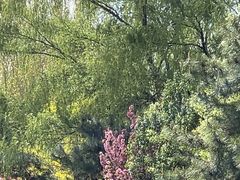 -长白岛森林公园