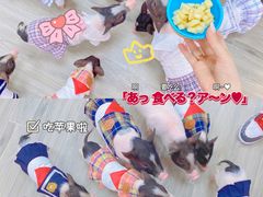-猪盟咖啡店(玖洲道店)
