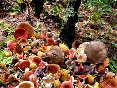 -菌之家·专业纯野生菌火锅·特色炒菌