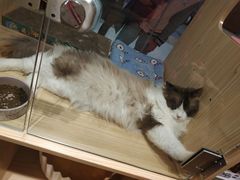 -屋虎猫馆(宝安大仟里店)