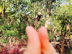 -成都大熊猫繁育研究基地