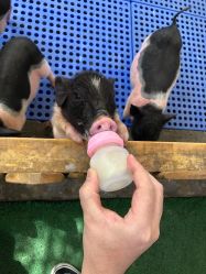 -萌宠亲子动物乐园(槐房万达店)