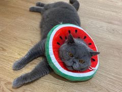 -1013 PET SHOP精品宠物商店(丁香店)