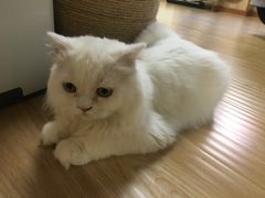 -猫和宫(六道口店)