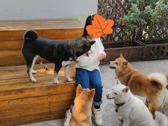 -柴犬高等学院·狗咖·柴犬售卖·宠物训练