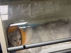 -瑞派紫金宠物医院24小时·骨科·中兽医·重症转诊中心(番禺大石院)