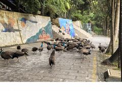 -西双版纳原始森林公园