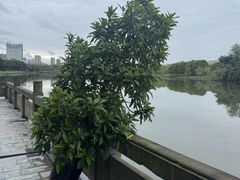 -眉山湿地公园(东坡区)