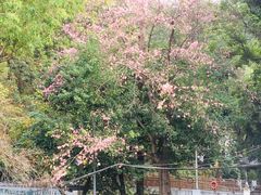 -火炉山森林公园