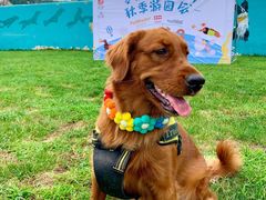 -趣玩宠物乐园寄养训犬训狗游泳池