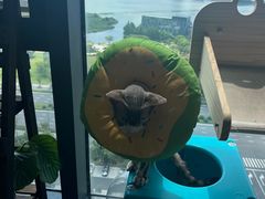 -派特宠物医院(圆融广场店)