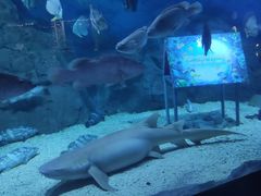 -烟台海昌鲸鲨海洋公园