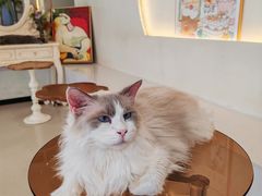-共舞时光猫咖·狗咖(新街口店)
