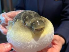 -肆月河豚·淮扬菜·湘菜(华天店)