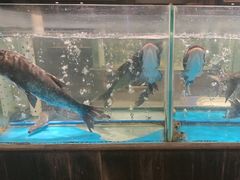 -丹江渔村(首都机场店)
