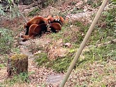 -都江堰中华大熊猫苑