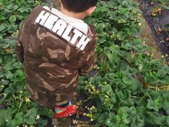 -小鱼草莓采摘园农家乐·小鱼餐厅
