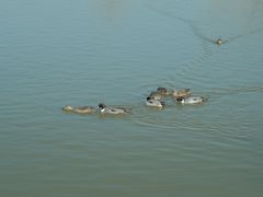 -盐城丹顶鹤湿地生态旅游区