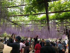 -嘉定紫藤园