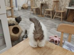 -楼上猫咖(罗湖店)