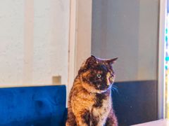 -Sirena海妖日咖夜酒