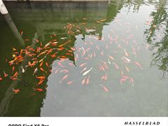 -阳澄湖半岛旅游度假区