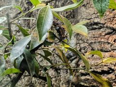 -上海大自然野生昆虫馆(东方明珠·爬宠昆虫探索中心)