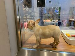 -狗道宠物(常熟印象城店)