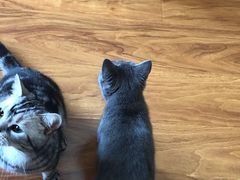 -猫爪屋猫咖(乐汇城店)