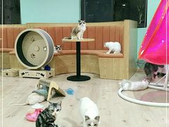 -Bastet sally猫舍购宠(静安店)