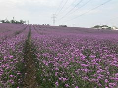 -紫颐香薰山谷景区