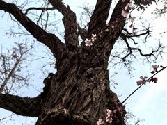 -桃花堤公园