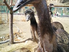 -新疆天山野生动物园