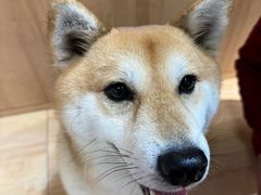 -是阿柴呀！柴犬咖啡·爱喵喵猫咖