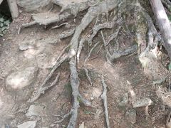 -王顺山国家森林公园