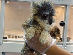 -翊宠yipet猫狗购宠庄园犬舍•猫舍