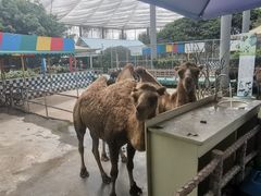 -百万葵园