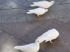 -中粮·祥云小镇