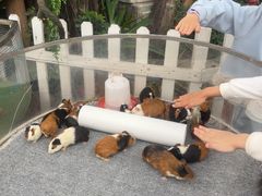 -广州长隆国际大马戏