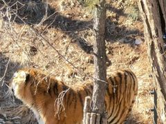 -大连森林动物园