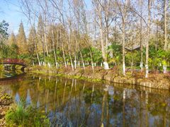 -合肥滨湖国家森林公园