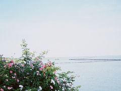 -贡湖湾湿地公园