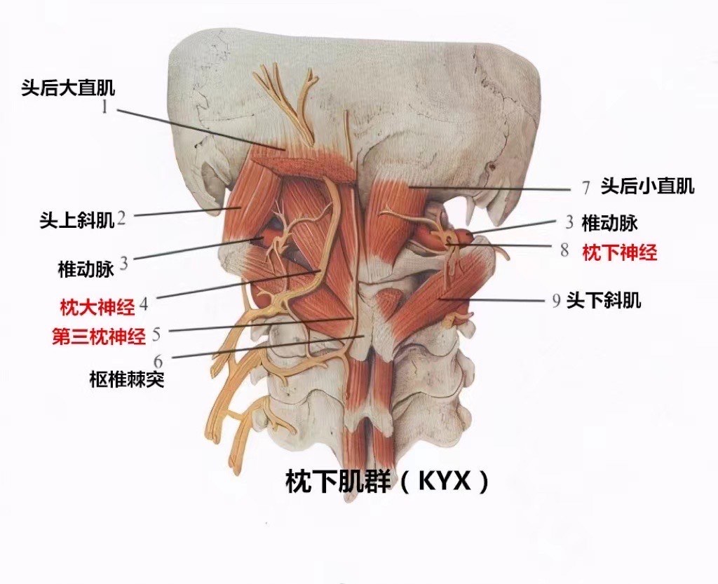 头后小直肌图片图片