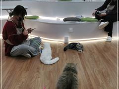 -COLOR PETS 撸猫馆·购猫·猫咖(长风大悦城店)